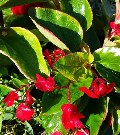 Begonia Dragon Wing® Red